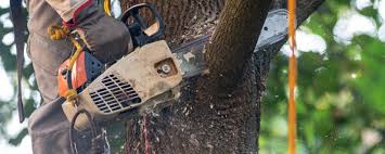 Best Fruit Tree Pruning  in Buckingham, FL